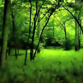 Forest green desktop wallpaper