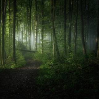 Forest green desktop wallpaper