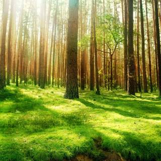Forest green desktop wallpaper