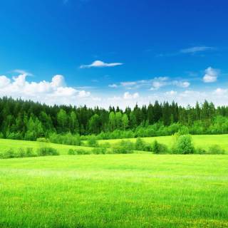 Forest green desktop wallpaper