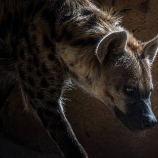 Hyena desktop wallpaper