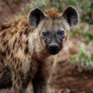 Hyena desktop wallpaper