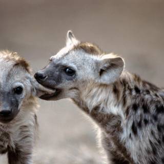 Hyena desktop wallpaper