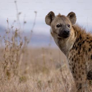 Hyena desktop wallpaper