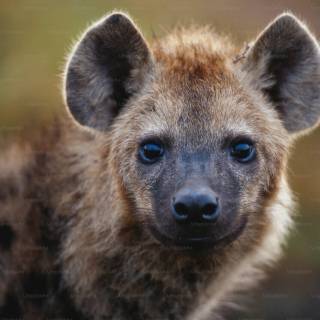 Hyena desktop wallpaper