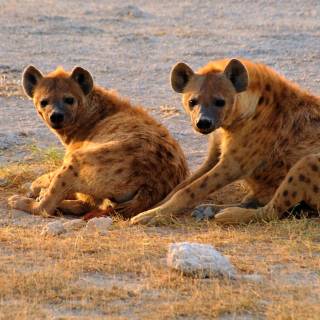 Hyena desktop wallpaper