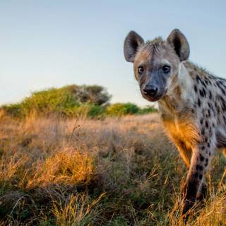 Hyena desktop wallpaper