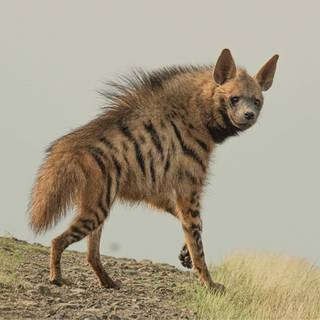 Hyena desktop wallpaper