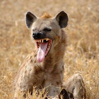 Hyena desktop wallpaper