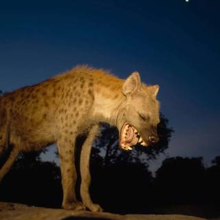 Hyena desktop wallpaper
