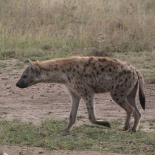 Hyena desktop wallpaper