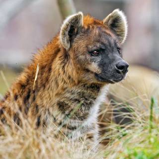 Hyena desktop wallpaper