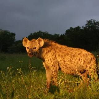 Hyena desktop wallpaper