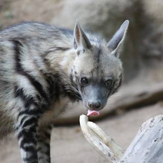 Hyena desktop wallpaper