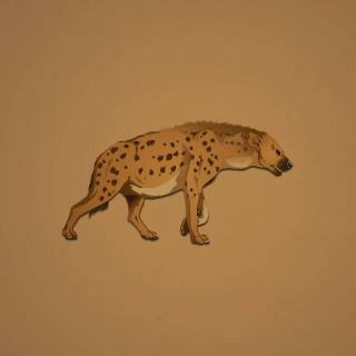 Hyena desktop wallpaper