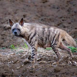 Hyena desktop wallpaper