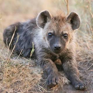 Hyena desktop wallpaper