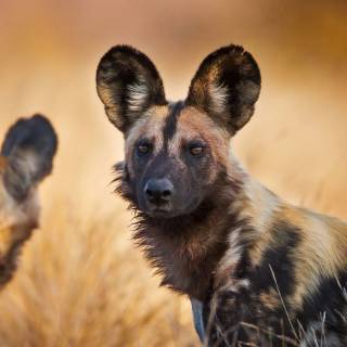 Hyena desktop wallpaper