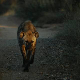 Hyena desktop wallpaper