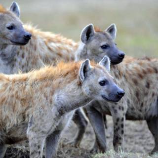 Hyena desktop wallpaper