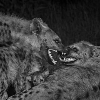 Hyena desktop wallpaper