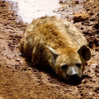 Hyena desktop wallpaper