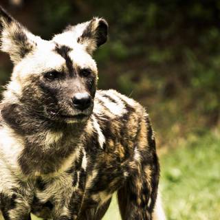 Hyena desktop wallpaper