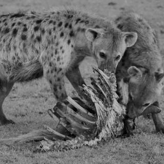 Hyena desktop wallpaper