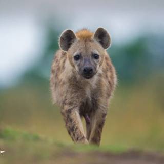 Hyena desktop wallpaper