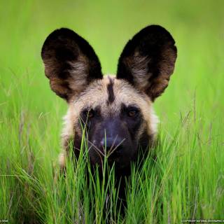 Hyena desktop wallpaper