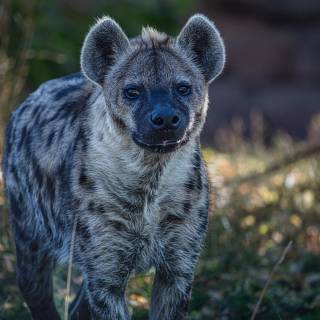 Hyena desktop wallpaper