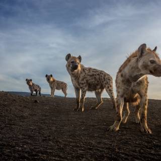 Hyena desktop wallpaper