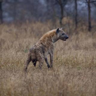 Hyena desktop wallpaper