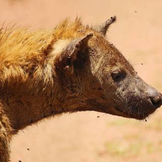 Hyena desktop wallpaper