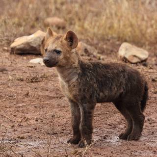 Hyena desktop wallpaper