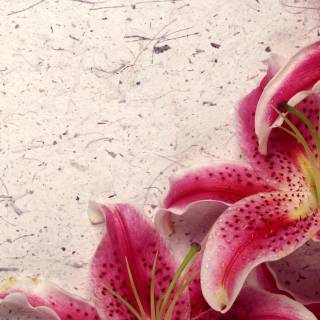 Lilies desktop wallpaper