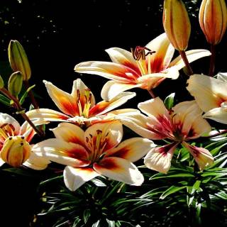 Lilies desktop wallpaper