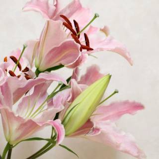 Lilies desktop wallpaper