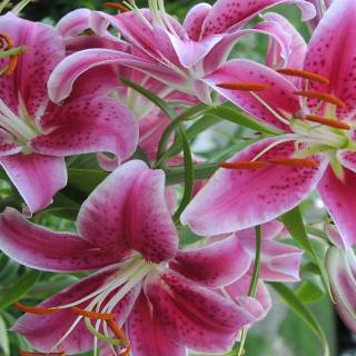 Lilies desktop wallpaper
