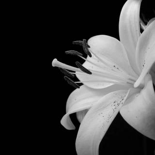 Lilies desktop wallpaper