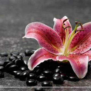 Lilies desktop wallpaper