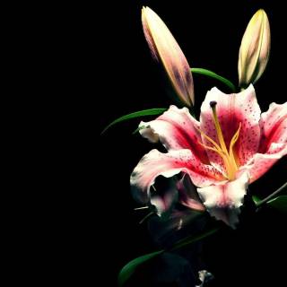 Lilies desktop wallpaper
