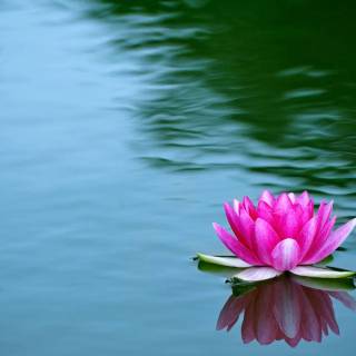 Lilies desktop wallpaper