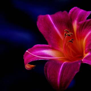 Lilies desktop wallpaper