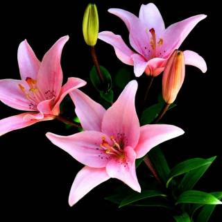 Lilies desktop wallpaper