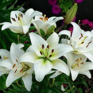 Lilies desktop wallpaper