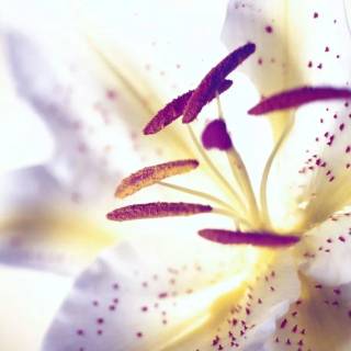 Lilies desktop wallpaper