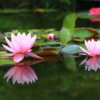 Lilies desktop wallpaper