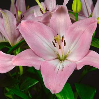 Lilies desktop wallpaper