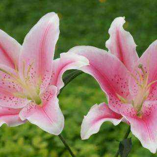 Lilies desktop wallpaper